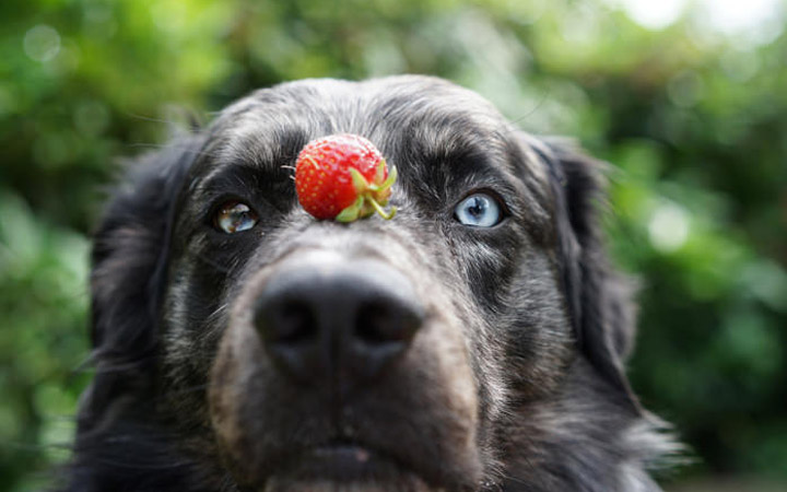 Fruits & Vegetables Your Dog Can Eat