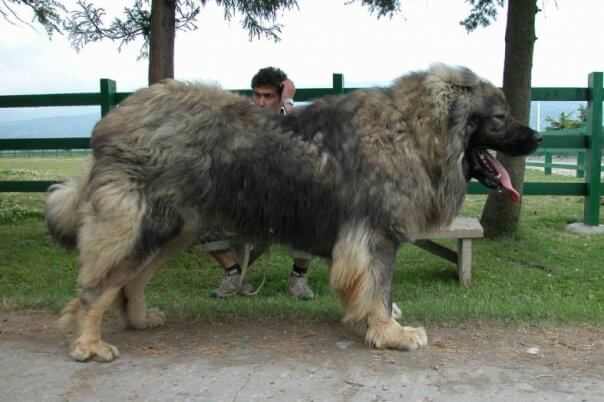 top 10 big dog breeds