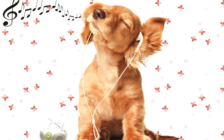 music to make your dog happy