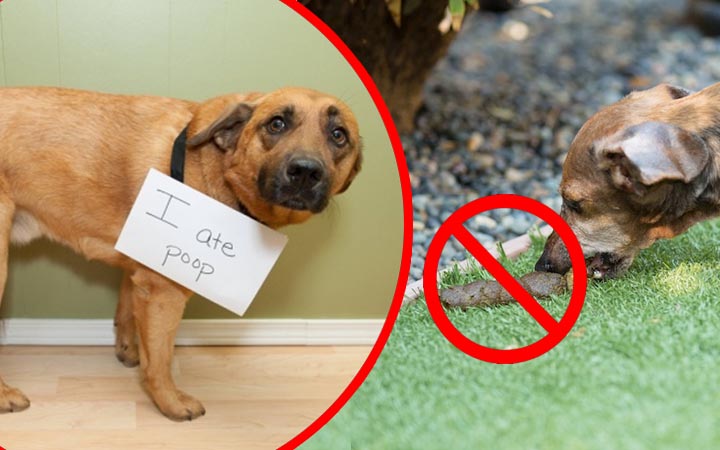 how stop dogs from eating poop