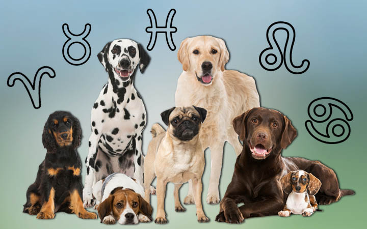 zodiac signs dog breed
