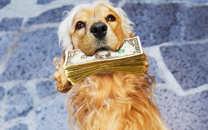 best dogs to breed for profit 2018