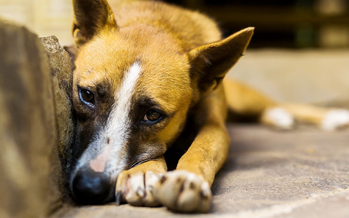 10 Everyday Habits That Will Put Your Dog In Danger