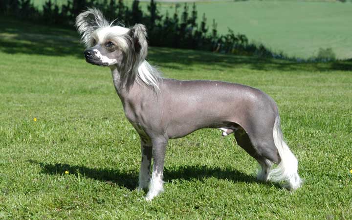 9. Chinese Crested