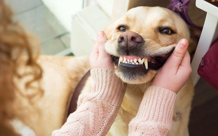 5 Interesting Things You Should Know About Your Dog's Teeth