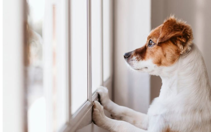 5 Ways To Keep Your Dog Safe And Happy When They’re Home Alone!