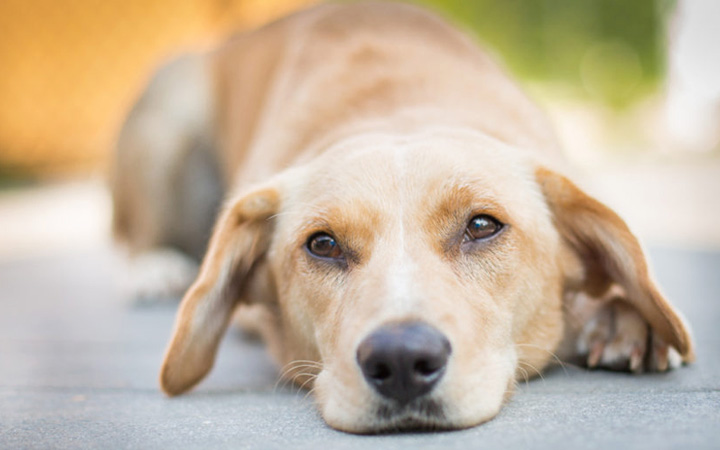 8 Common Types of Dog Tumors You Need to Watch Out For!