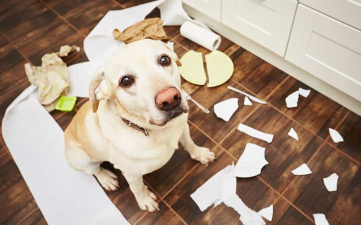 How to Make Your Pet Quit Bad Habits!