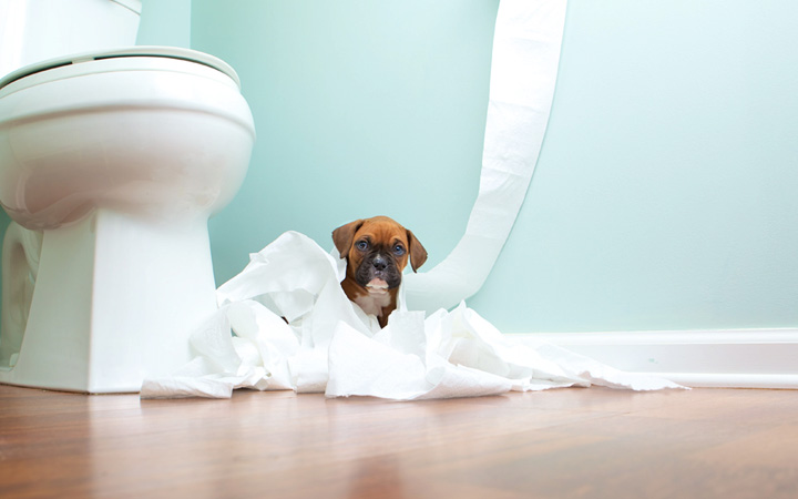 Potty Training Your Puppy Here Are 9 Amazing Tips To Try!