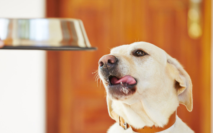 This Is How You Can Keep Your Dog Full