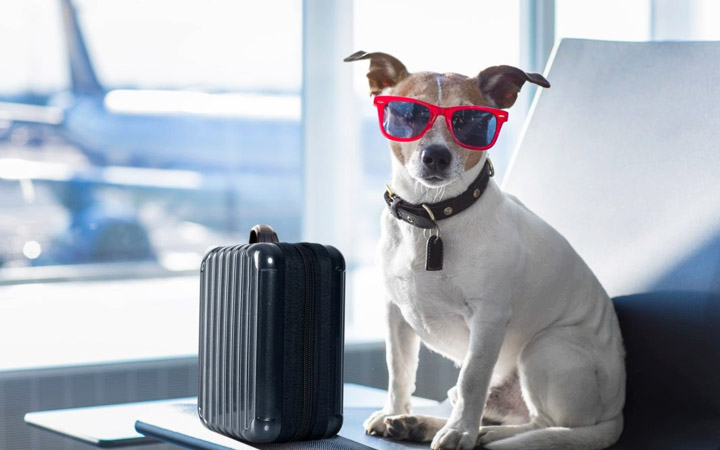 10 Things You Need to Know before You Fly with Your Dog