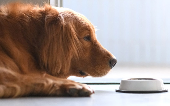 6 Of The Worst Dangers Of Feeding Stone Fruits To Your Dog!