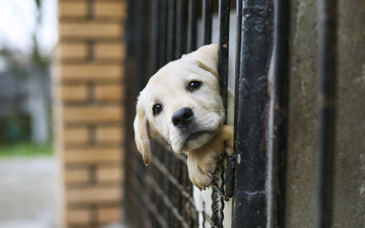 7 Amazing Ways to Help Animal Shelters This winter