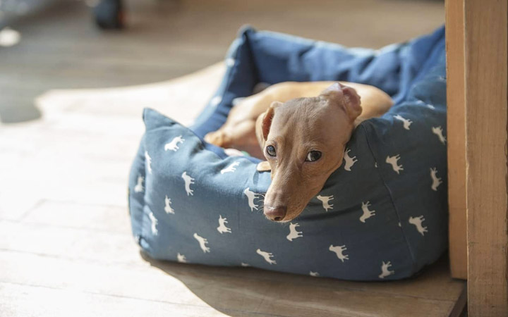 8 ways treating your dog at home can go wrong