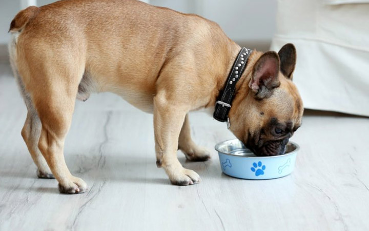 Check Out These 6 Dog Illnesses Associated With Poor Nutrition