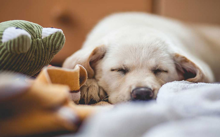 Here Are 6 Effective Natural Ways To Calm Your Anxious Dog Down