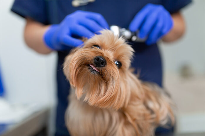 Fear- Free Veterinary Visits