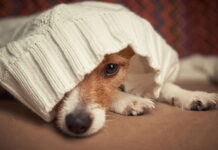 signs your dog is too cold