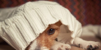 signs your dog is too cold