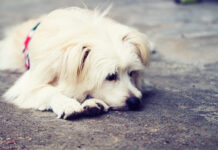 5 Surprising Signs Your Dog Has Separation Anxiety