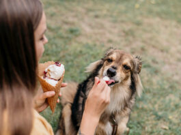 is ice cream safe for dogs?